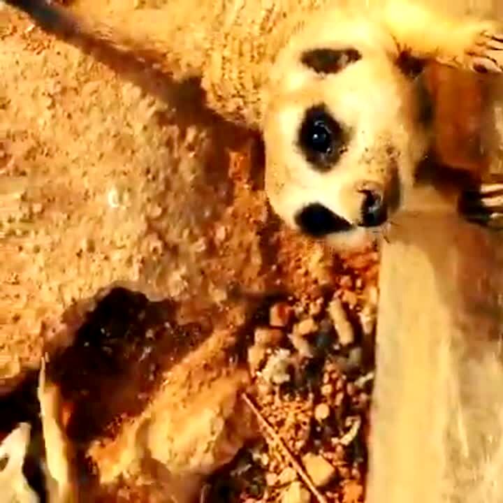Video thumbnail showing: A woman records a video of meerkats at a petting zoo and one of them jumps up and attacks the camera.