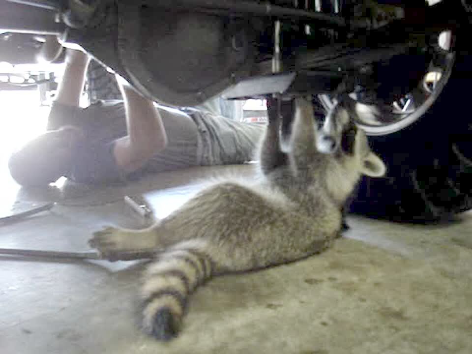 Video thumbnail showing: Man lays on garage floor and works under his Jeep. A raccoon also lays on the floor and mimics man. Strange visual. Odd.